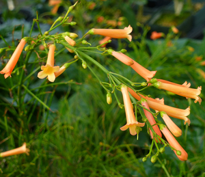 Coral Firecracker Fern, Firecracker Plant, Coral Fountain Plant, Russellia, Russelia equisetiformis 'Coral', R. juncea